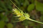 Southern sedge