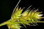 Southern sedge