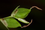 Tarheel sedge