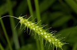 Bailey's sedge