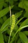 Bailey's sedge