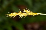 Brome-like sedge