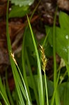 Brome-like sedge