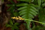 Brome-like sedge