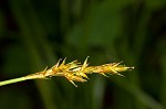 Brome-like sedge