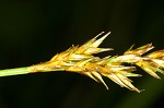 Brome-like sedge