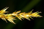 Brome-like sedge