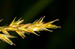 Brome-like sedge