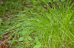 Brome-like sedge