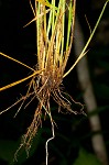 Brome-like sedge