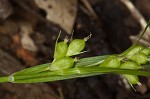 False hair sedge