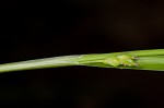 False hair sedge