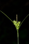 False hair sedge