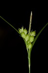 False hair sedge