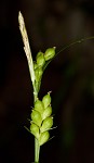 False hair sedge