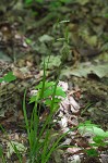 False hair sedge