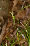 False hair sedge