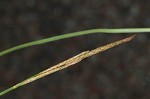 Button sedge