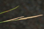 Button sedge