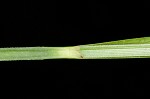 Button sedge