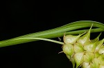 Button sedge