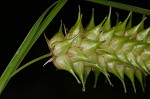 Button sedge