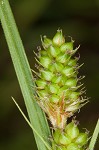 Bush's sedge