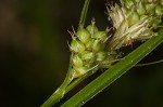 Bush's sedge