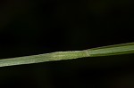 Bush's sedge