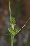 Bush's sedge