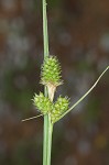 Bush's sedge