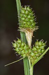 Bush's sedge