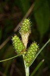 Bush's sedge