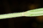 Bush's sedge