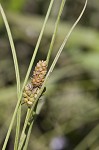 Carolina sedge