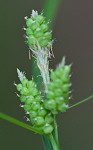 Carolina sedge