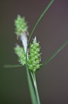 Carolina sedge