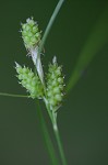 Carolina sedge