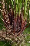 Carolina sedge