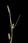 Openfield sedge