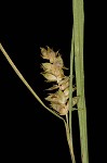 Openfield sedge