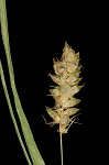 Openfield sedge