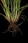 Prune-fruit sedge