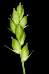 Prune-fruit sedge