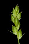 Prune-fruit sedge