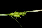 Prune-fruit sedge