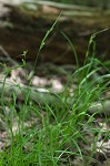 Prune-fruit sedge