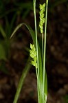 Prune-fruit sedge