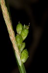 Prune-fruit sedge