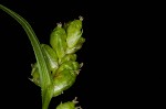 Prune-fruit sedge